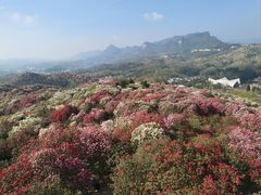 -贵州百里杜鹃风景名胜区