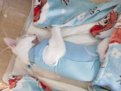 -北京观赏动物医院·24小时大型综合·猫专科·异宠专科