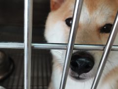 -艾贝尔宠物诊疗