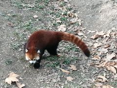 -上海野生动物园