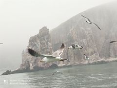 -长岛万鸟岛