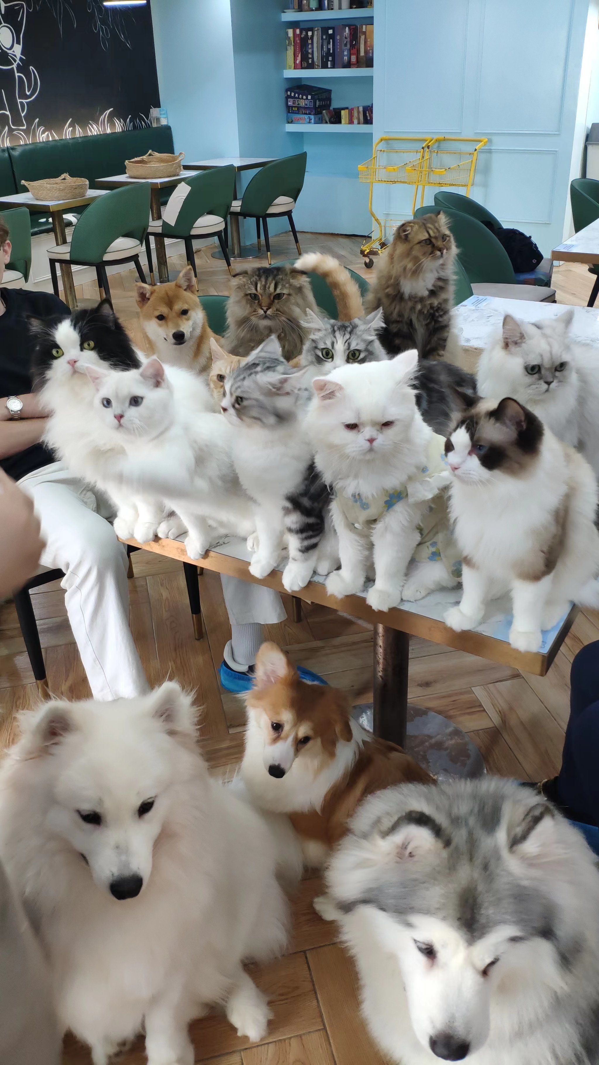 猫咪天地～宠物乐园