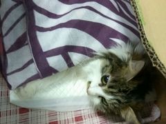 -纳吉亚猫专科动物诊疗中心(蒋宅口分院)