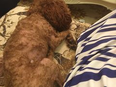 -多卡布奇宠物生活馆(上林世家店)