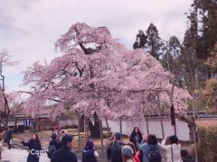 -醍醐寺