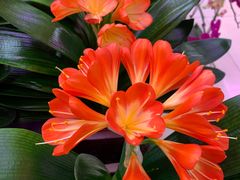 -三旗百汇商品城