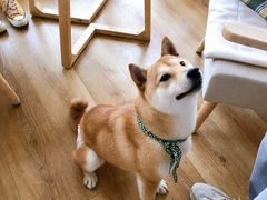 -柴犬小屋·柴餐厅·狗咖食堂(金鼎广场店)