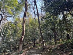 -上海佘山国家森林公园天马山园