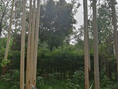 -桉树林A coffee 森林餐厅(三圣乡店)