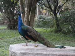 -瑞丽独树成林风景区