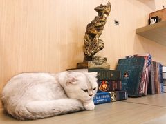 -飞行喵MR PILOT|猫舍·猫咖(静安大融城店)