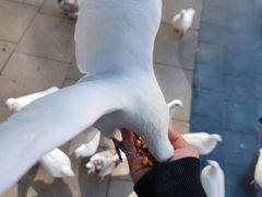 -中粮·祥云小镇