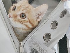 -中农国际动物医院24小时·猫科·骨科·急重症中心