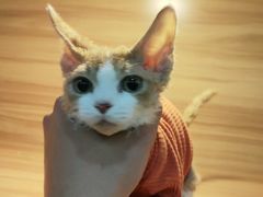 -喵百万·布偶·蓝金金渐层英短·猫舍(百子湾店)