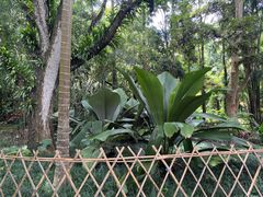 景点-中国科学院西双版纳热带植物园