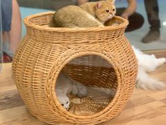 -袖虎·猫馆(体育西路店)