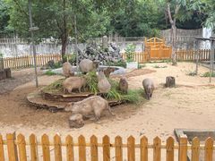 -合肥野生动物园