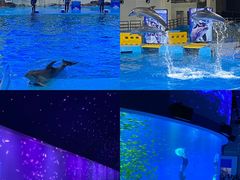 -合肥海洋世界