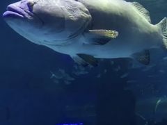 -北戴河圣蓝海洋公园