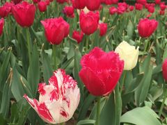 -洛阳郁金香牡丹园