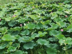 -杨柳河(地铁站)