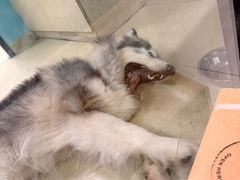 -天宠宠物医院24小时·急重症诊疗中心·全科·腔镜特色(和平分院)