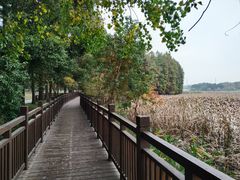 -东湖落雁景区