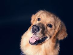 -超宠爱宠物摄影-Super pet