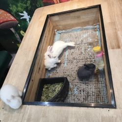 点击看大图 -神奇动物撸宠馆·羊驼·小浣熊·异宠(豫园店)