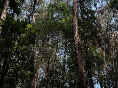 -铁山坪森林公园