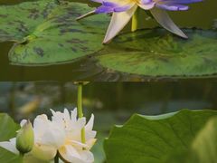 -国家植物园