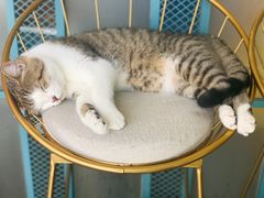 -喵屿·大理花园猫咖