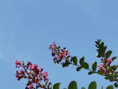 -武汉紫薇都市田园