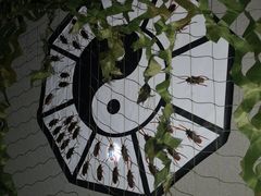 -AOE 火焰 剧本密室狼人杀