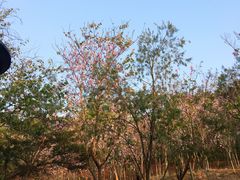 -聚龙山公园