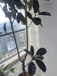 -HEYAN荷妍专业脱毛连锁机构
