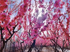 -永定河休闲森林公园