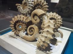 -青岛贝壳博物馆