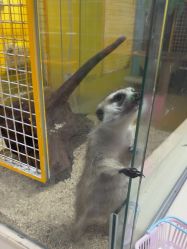 -神奇动物撸宠馆·羊驼·小浣熊·异宠(豫园店)