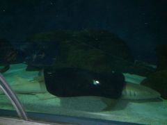 -上海海洋水族馆-停车场