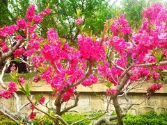 -海棠花溪(元大都城垣遗址公园)