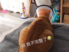 -谐和益家动物医院·免疫绝育·血液透析·宠保定点医院(高新伊藤分院)