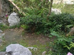 植物-郑和公园