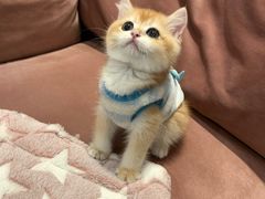 -袖虎·猫馆(体育西路店)