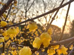 -无锡梅园公园