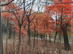 -长春市南湖公园