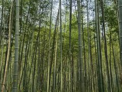-青龙山国家森林公园