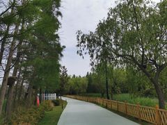 -日照海滨国家森林公园