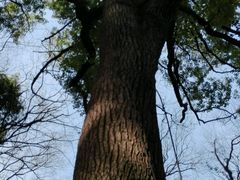 -上海佘山国家森林公园西佘山园