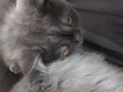 -佳怡动物医院·平价24小时·猫专科骨外科